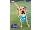 Adopt Connor a Black Mouth Cur, Pit Bull Terrier