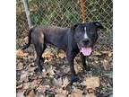 Adopt Stoli a American Staffordshire Terrier