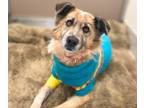 Adopt BEETHOVEN a Australian Shepherd, Mixed Breed