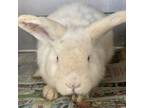 Adopt Thumper a American