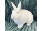 Adopt OTIS a Bunny Rabbit
