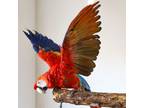 Adopt Havana a Macaw