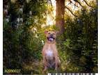 Adopt PUGGY a Labrador Retriever, Pit Bull Terrier