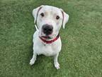 Adopt BUTCH a Mixed Breed