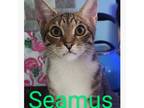 Adopt Seamus and Declan a Domestic Short Hair, American Shorthair