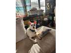 Adopt TOBY a Jack Russell Terrier
