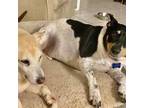 Adopt Jack and Pearl a Jack Russell Terrier
