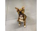 Adopt Buster a Shepherd