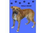 Adopt Hilton a Mastiff