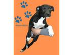 Adopt Blaze a Mixed Breed