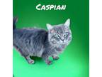 Adopt Caspian a Domestic Long Hair