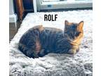 Adopt Rolf a Domestic Short Hair