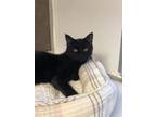 Adopt Midnight a Domestic Short Hair