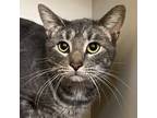 Adopt Grayson a Domestic Short Hair