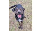 Adopt Gunner a Black Labrador Retriever, Rottweiler