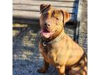 Adopt JACK a Pit Bull Terrier, Mixed Breed