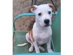 Adopt Bruce a Terrier