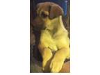 Adopt Faith a Coonhound, Great Pyrenees