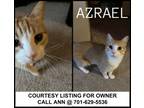 Adopt Azrael-COURTESY LISTING FOR OWNER a Domestic Short Hair