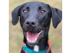 Adopt Pepper a Black Labrador Retriever, Flat-Coated Retriever