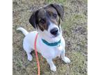 Adopt Sinatra a Basset Hound, Jack Russell Terrier