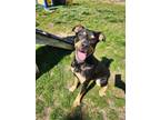 Adopt Carlos a Rottweiler