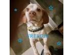 Adopt FREDDIE a Beagle