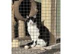 Adopt Patch a Tuxedo