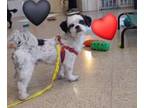 Adopt Oreo a Shih Tzu