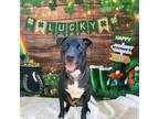 Adopt Dusse a Pit Bull Terrier