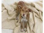 Adopt ALEX a Labrador Retriever, Mixed Breed