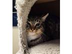 Adopt Florian a Domestic Short Hair