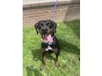 Adopt Victor- Bronco a Black and Tan Coonhound, Catahoula Leopard Dog