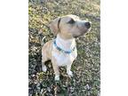 Adopt Kane formerly Peter Pan a Labrador Retriever, American Staffordshire