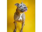 Adopt King - $75 Adoption Fee! Diamond Dog! a Pit Bull Terrier