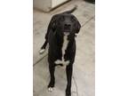 Adopt Fredrick a Retriever