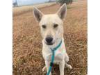 Adopt Sandy a Akita, Labrador Retriever