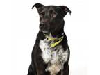 Adopt Vince a Labrador Retriever