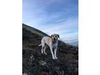 Adopt Timber a Labrador Retriever, Whippet