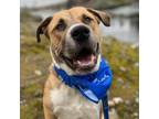 Adopt Chewie a Shepherd, Hound