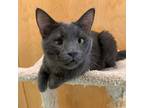 Adopt Hansen a Russian Blue