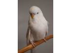 Adopt English Budgies a Parakeet (Other)