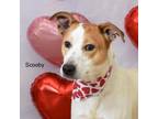 Adopt Scooby a Mixed Breed