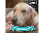 Adopt Gage a Mixed Breed