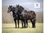 Percheron Draft Horse Gelding Team for Sale
