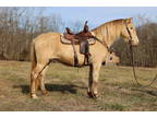 Nice Unique Champagne Kentucky Mountain Mare, Super Smooth, Gentle, and Safe