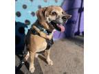 Adopt Mike a Pug, Beagle