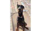 Adopt Hercules 3064 a Doberman Pinscher