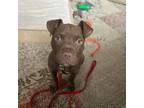 Adopt Tater Tot a Pit Bull Terrier, Chocolate Labrador Retriever
