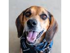 Adopt Chase a Beagle